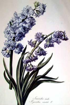 Cornelis van Spaendonck Prints Hyacinth